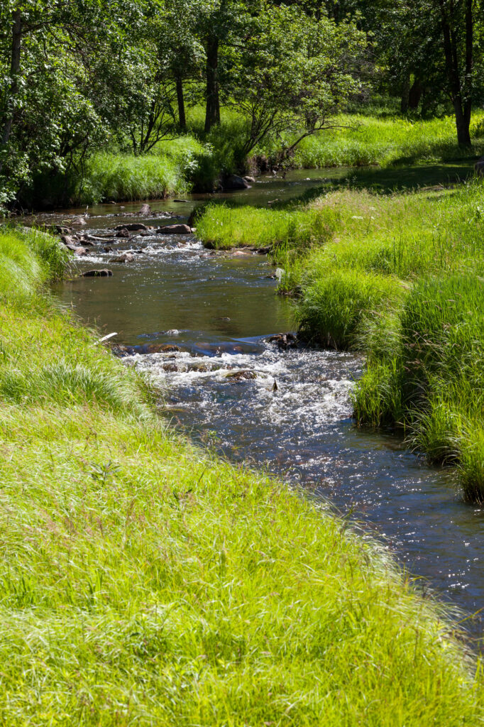 small creek in a field